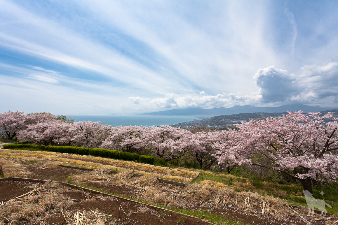 二宮、吾妻山公園の桜と相模湾