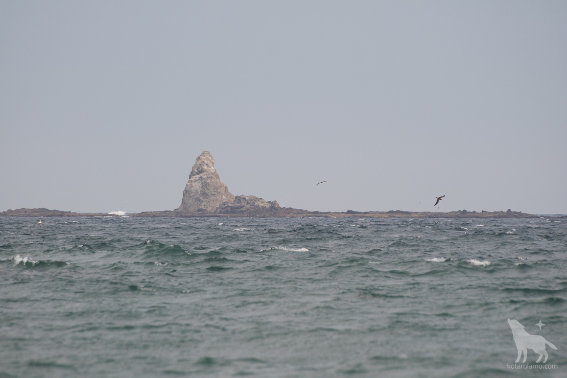 烏帽子岩と飛び回る鳥たち