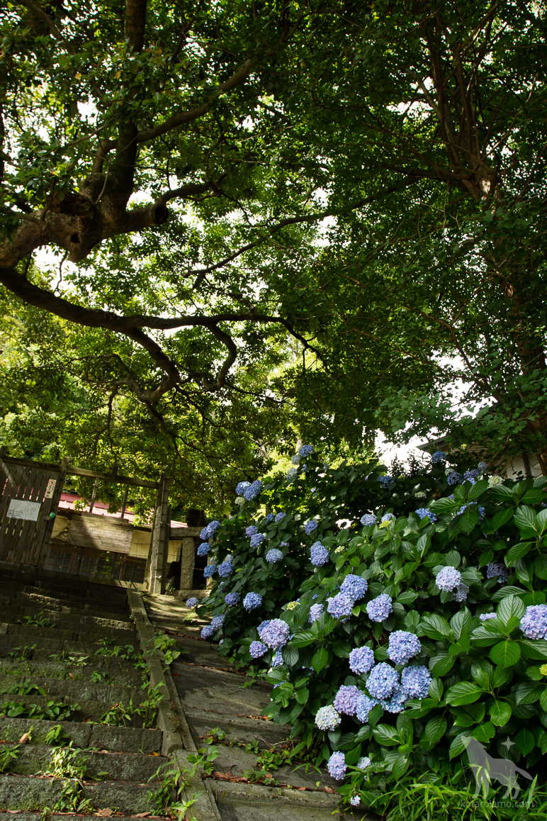龍口明神社に咲く紫陽花
