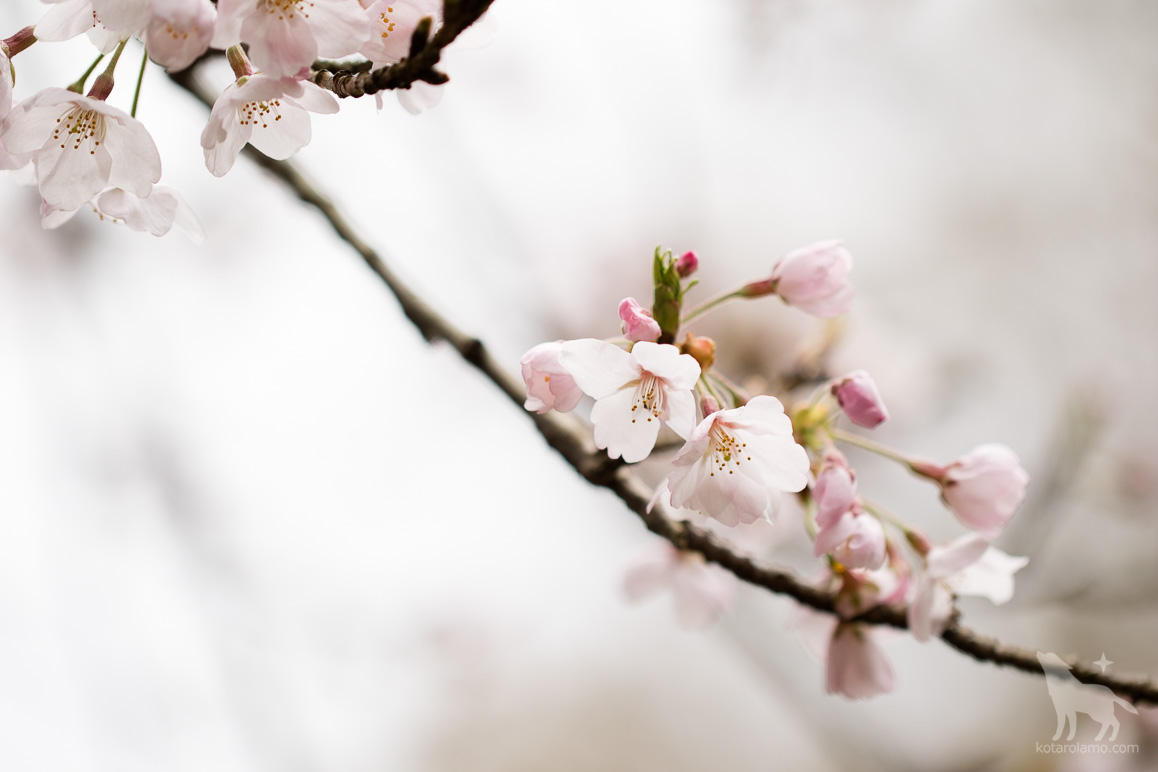 儚げに咲く桜