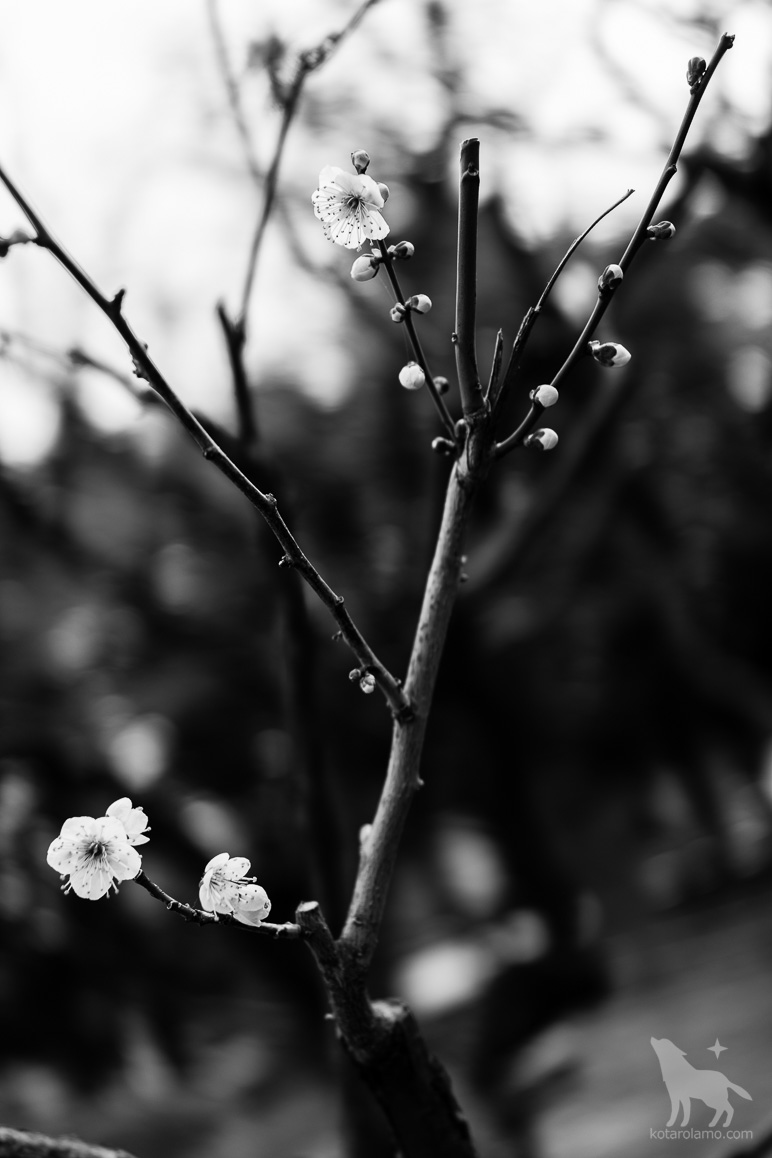 日比谷公園と梅の花