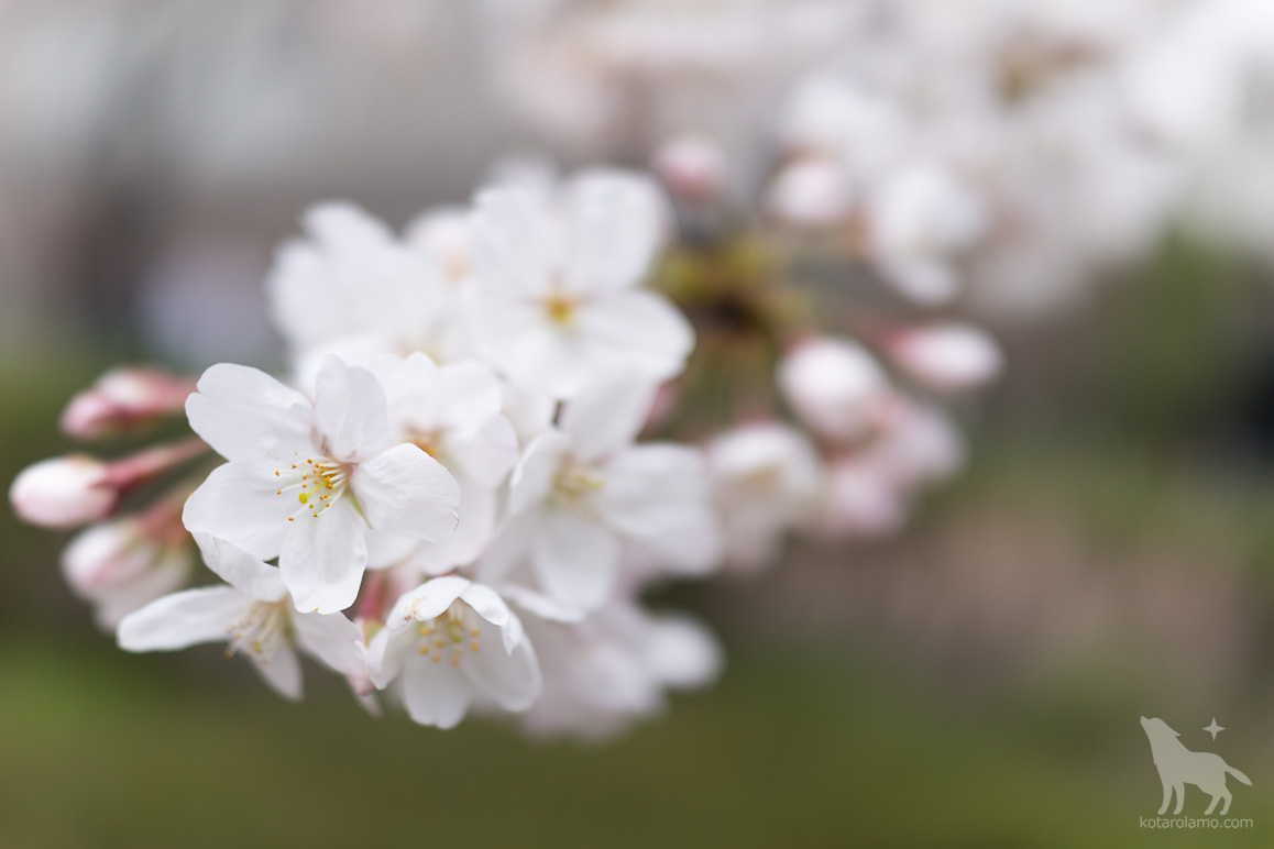 日比谷公園、桜の咲き始め