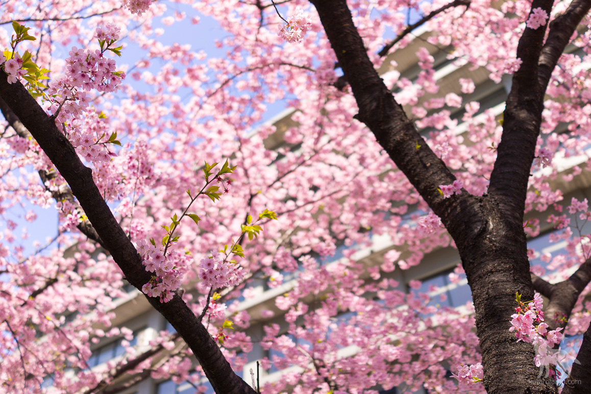 外務省、南門近くの陽光桜