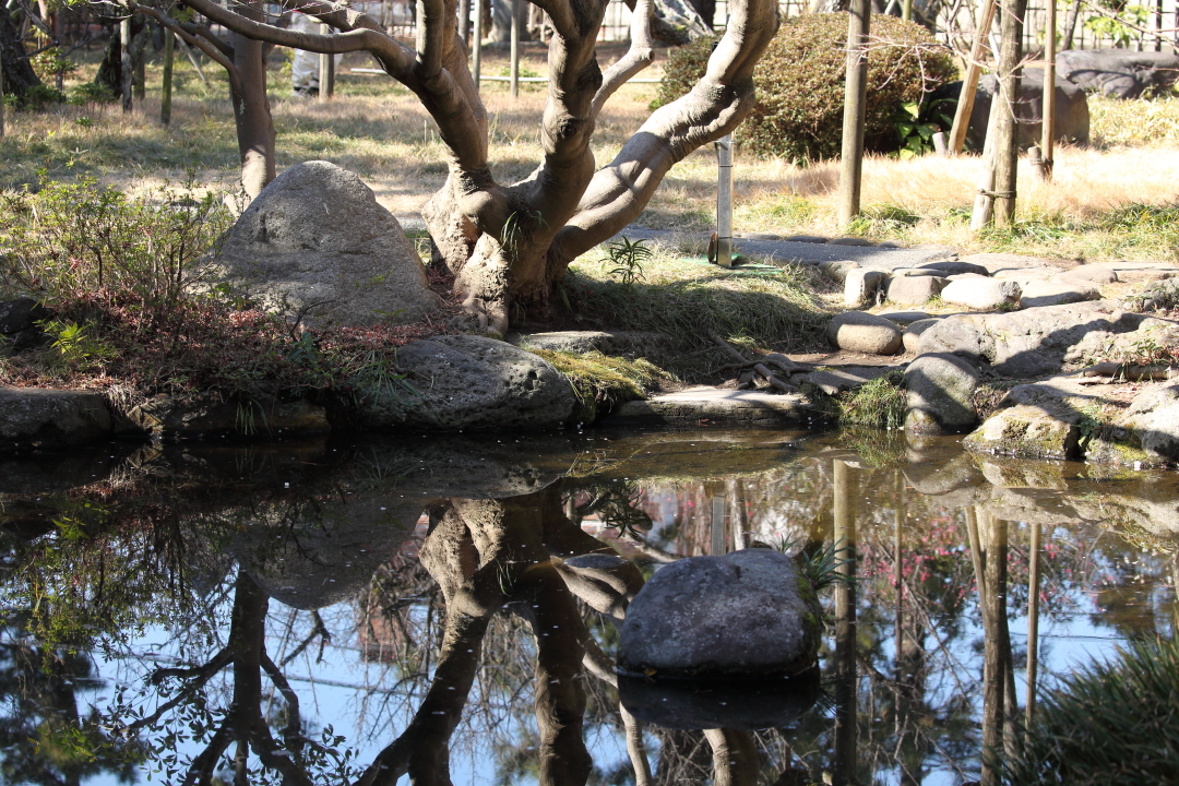 松籟庵の池