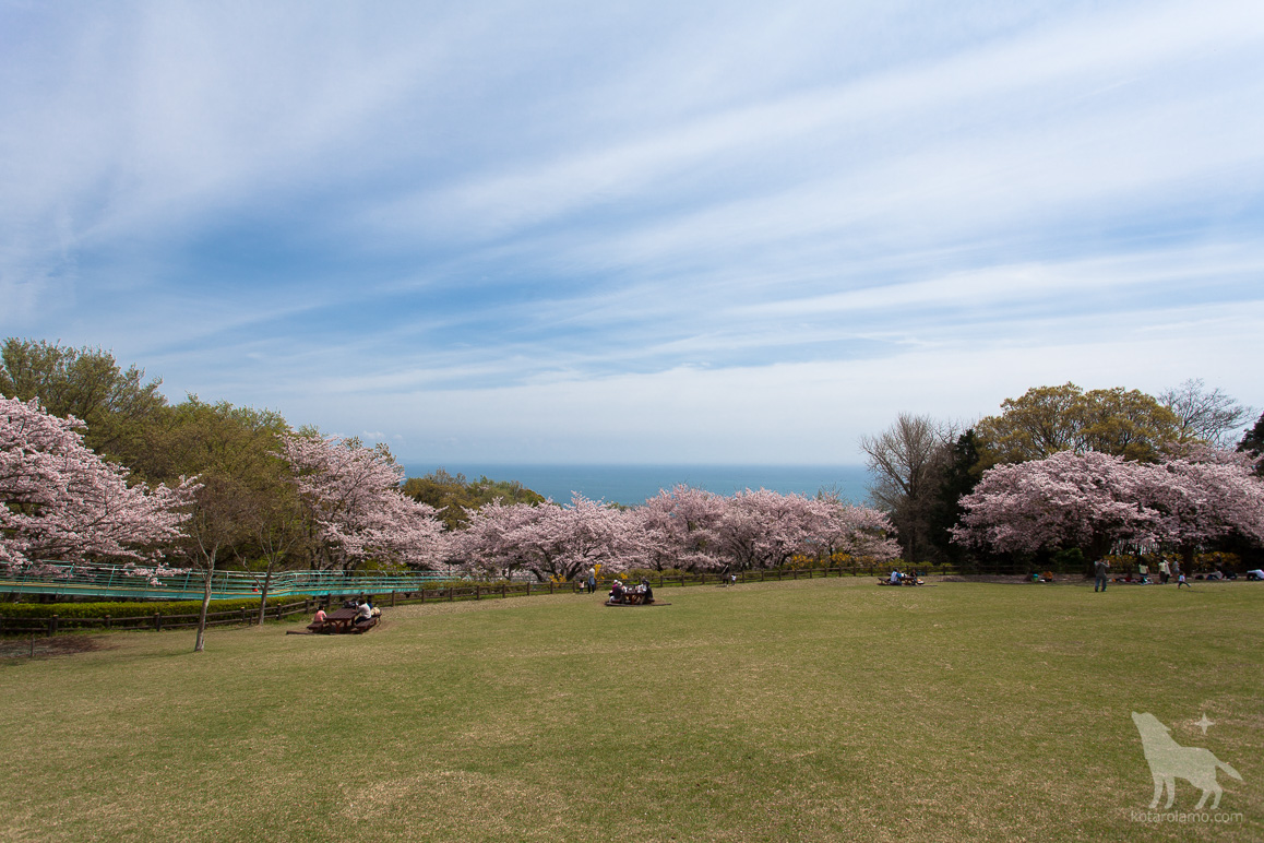 二宮、吾妻山公園の桜