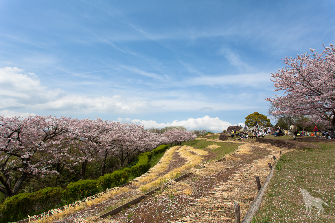 二宮、吾妻山公園の桜と花見客