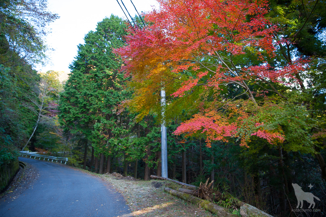 山道と紅葉
