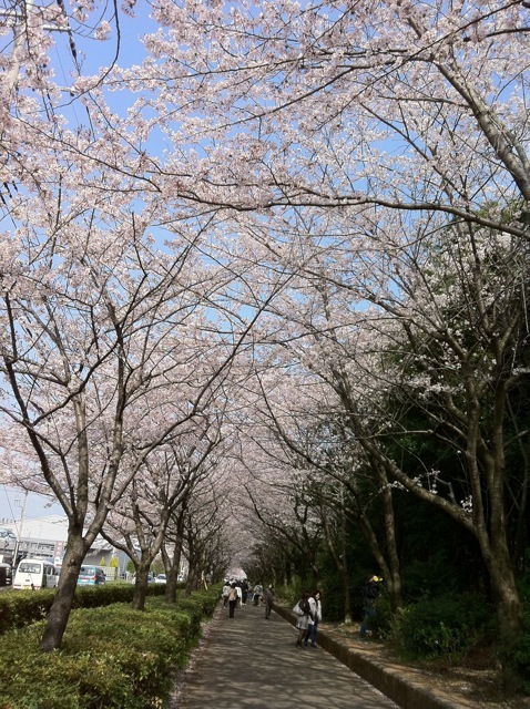 2011年の桜 (1)