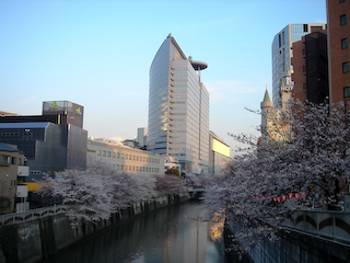 桜。目黒新橋からアルコタワーを望む。