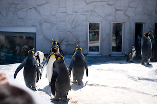 ペンギン達＠旭山動物園