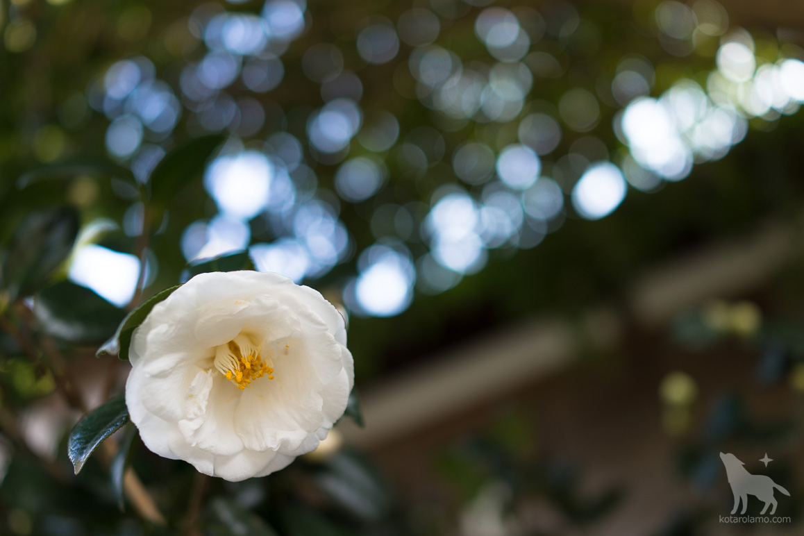 本覚寺に咲く花