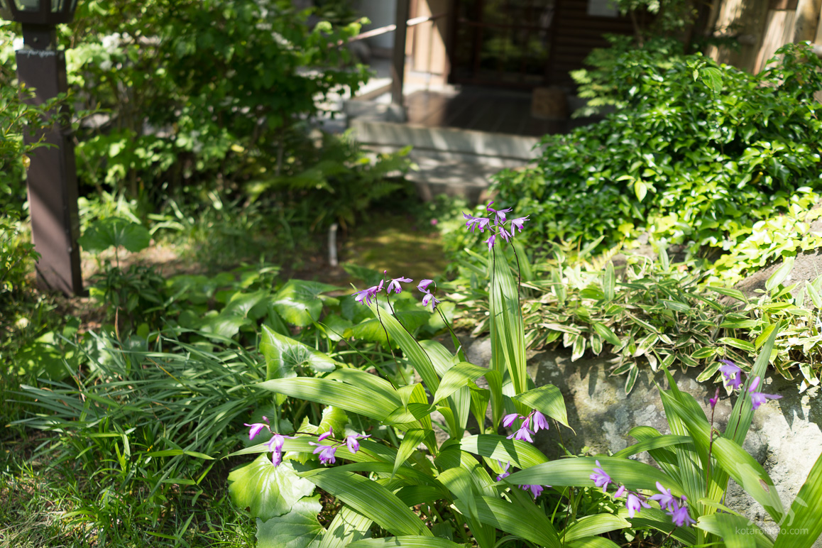 松籟庵の草花