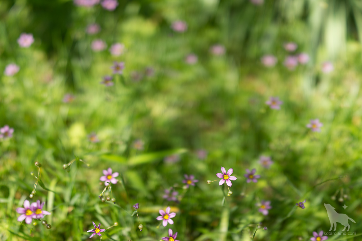 松籟庵の草花