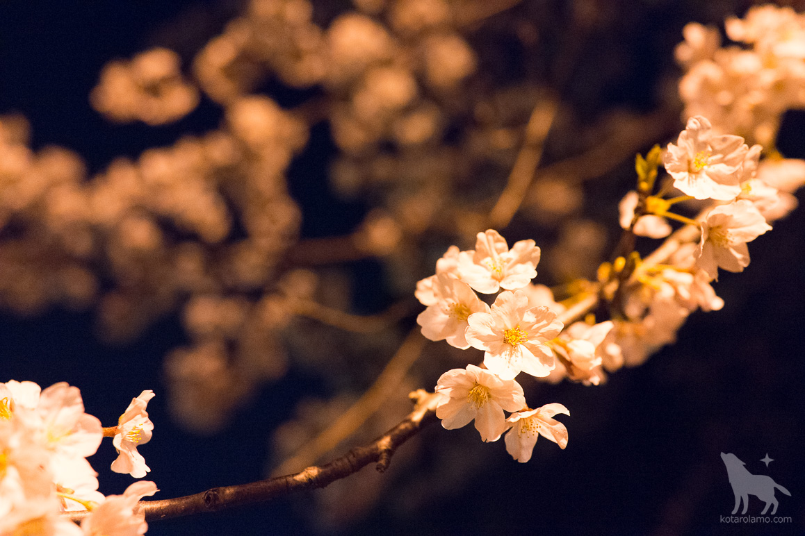 夜桜 (2)