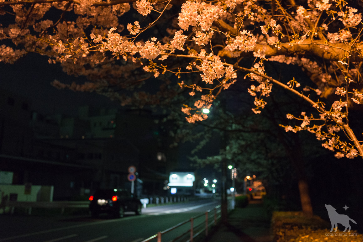 夜桜 (1)